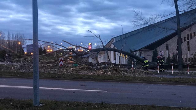 Do zdarzenia doszło w sobotę, 22 lutego, w Zielonej G&oacute;rze. Silny wiatr powalił wysokie drzewo na ul. Wyszyńskiego. Na miejsce przyjechały dwa zastępy straży pożarnej.

Na czas usuwania drzewa z drogi były utrudnienia w ruchu.

Zielona G&oacute;ra. Drzewo spadło na kamienicę w centrum miasta
&lt;script async defer class=&quot;XlinkEmbedScript&quot;  data-width=&quot;700&quot; data-height=&quot;393&quot; data-url=&quot;//get.x-link.pl/34cee824-85ad-96a1-9336-3041c2c40411,6f114763-e6b9-d19c-cb13-c00a7d19d119,embed.html&quot; type=&quot;application/javascript&quot; src=&quot;//prodxnews1blob.blob.core.windows.net/cdn/js/xlink-i.js?v1&quot; &gt;&lt;/script&gt;

&lt;center&gt;&lt;div class=&quot;fb-like-box&quot; data-href=&quot;https://www.facebook.com/gazlub/?fref=ts&quot; data-width=&quot;700&quot; data-show-faces=&quot;true&quot; data-stream=&quot;false&quot; data-header=&quot;true&quot;&gt;&lt;/div&gt;&lt;/center&gt;