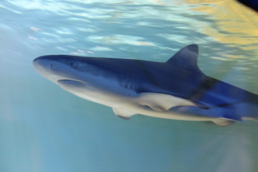 Żywe rekiny w Żorach: Kto zobaczy je za darmo?