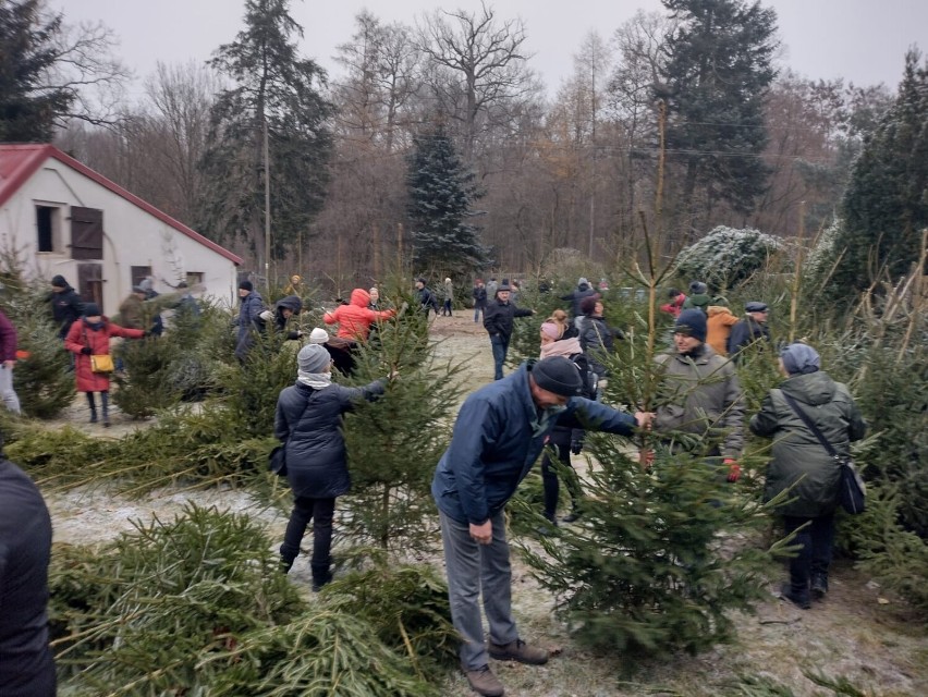 Ruszyła sprzedaż choinek w Nadleśnictwie Grodzisk. Jakie ceny będą w tym roku? 