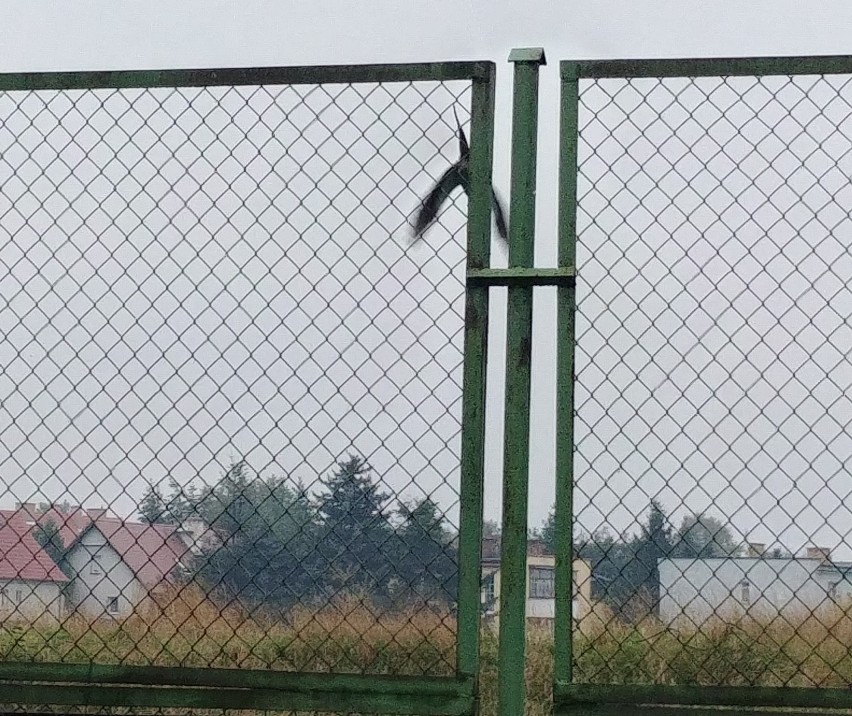 Turkusowa papuga pojawiła się w Legnicy. Żyje na wolności [ZDJĘCIA CZYTELNIKÓW]