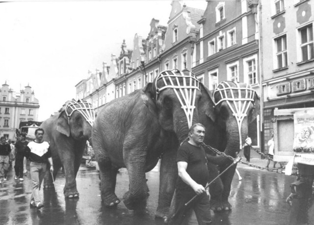 Parada słoni na opolskim Rynku.
