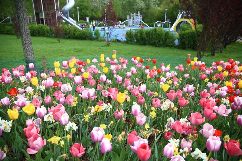 Pełnia wiosny na Ursynowie. W dzielnicy zakwitły dywany tulipanowe [ZDJĘCIA]