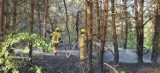 Pożar lasu w okolicy Pustyni Błędowskiej i dwa inne. W akcji strażacy i samolot gaśniczy Dromader
