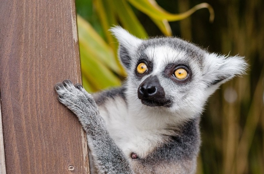 Jeden z lemurów w ZOO w Cottbus ma w ciągu dwóch lat trafić...