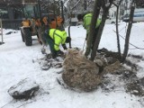 W Sopocie przesadzają drzewa. Dom dla niepełnosprawnych będzie w otoczeniu zieleni [zdjęcia]