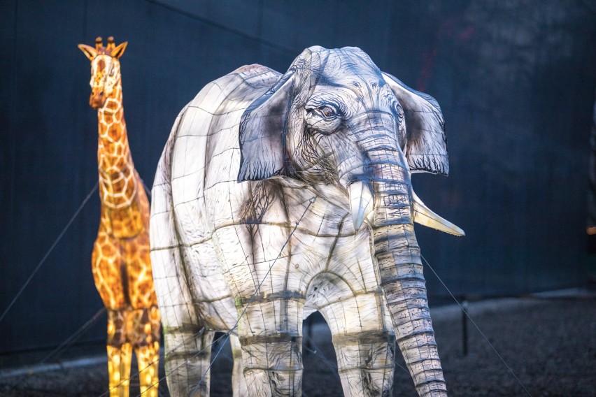 Wrocław. ZOO-lśnienie, niezwykła wystawa we wrocławskim ogrodzie zoologicznym [ZDJĘCIA] 