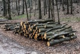 Z wielkopolskich lasów znika drewno. Kradzieży jest coraz więcej. Jak wygląda sytuacja w Nadleśnictwie Grodzisk?