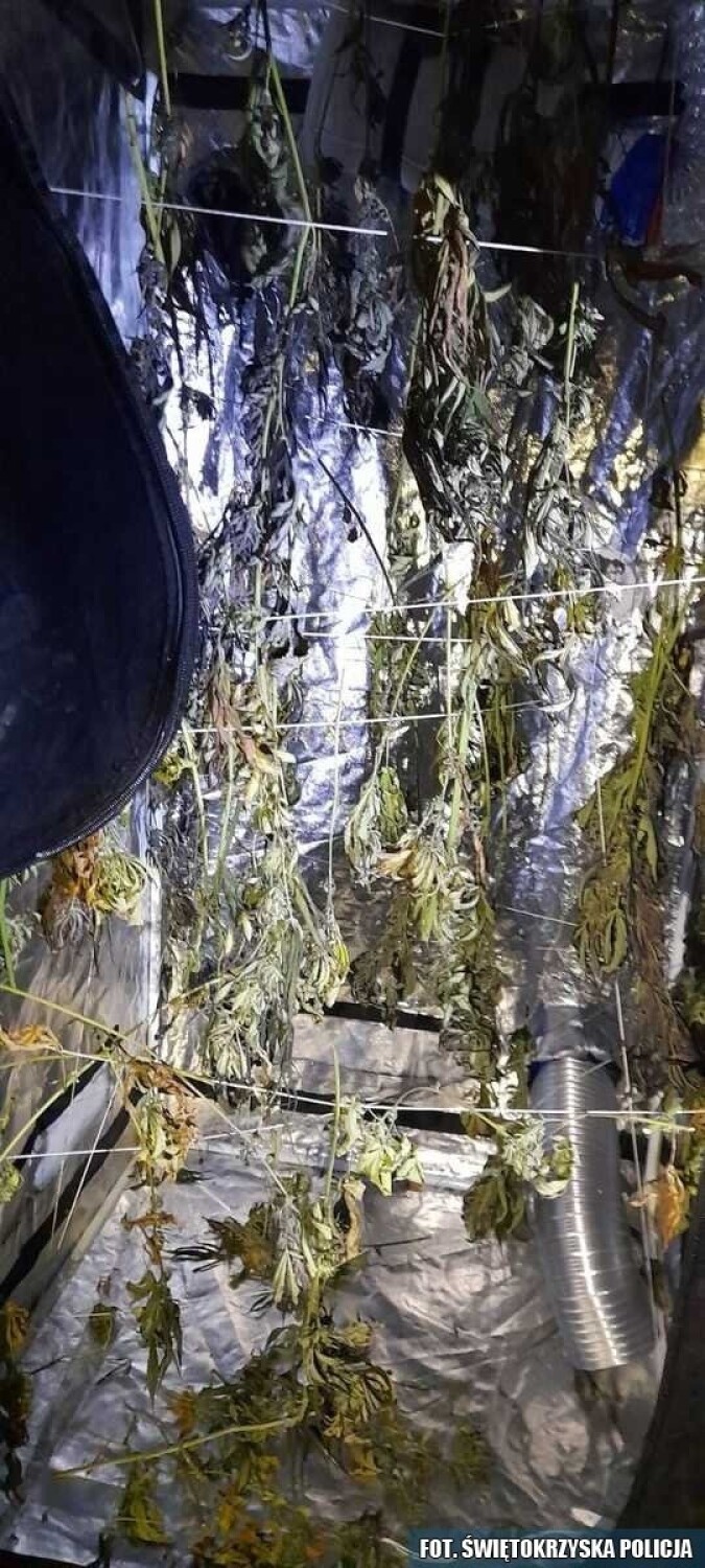 Policjanci z Kielc przejęli ponad kilogram ziela konopi