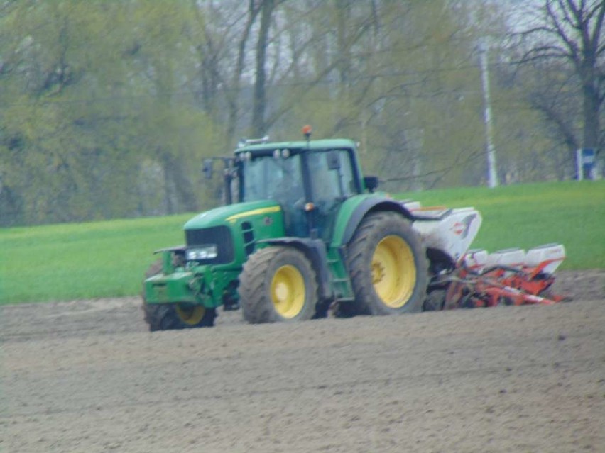 Jak wyglądają plantacje rzepaku i kukurydzy w powiecie chodzieskim ?