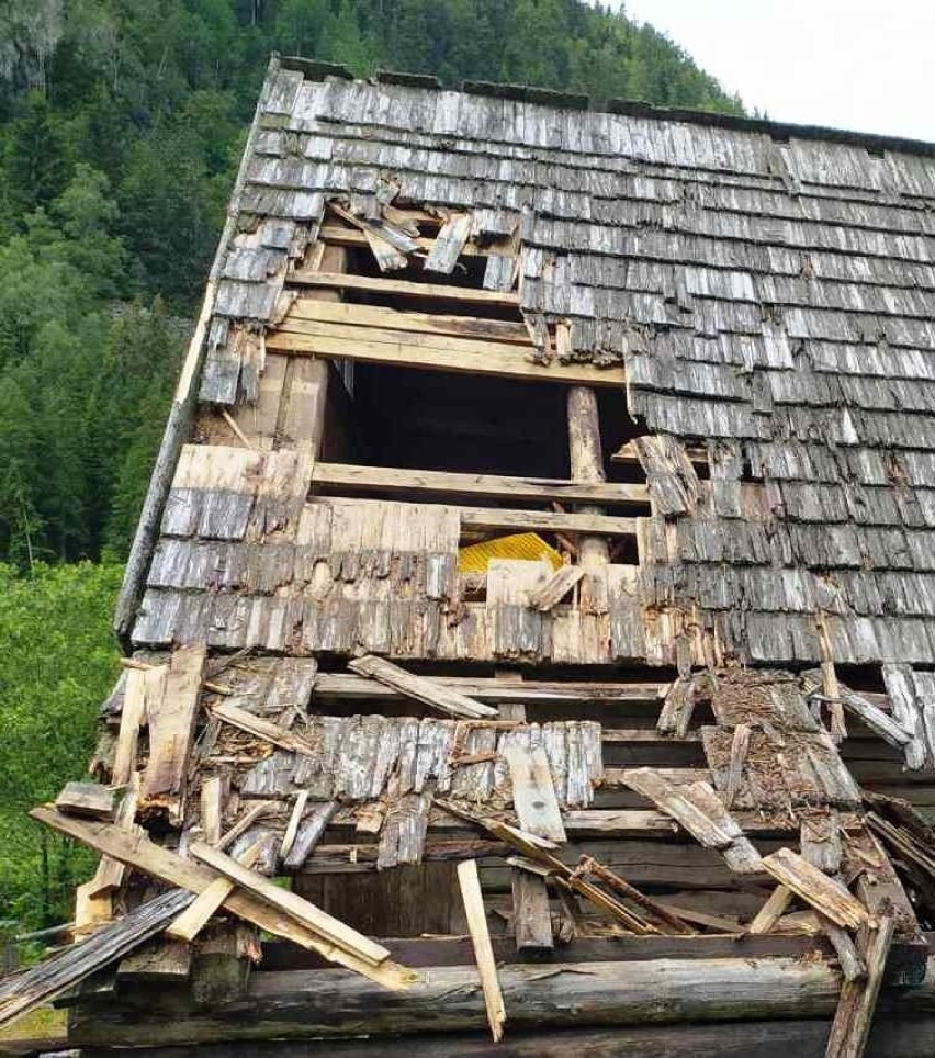 Tatry. Zobacz zniszczenia, jakie wyrządził niedźwiedź szukający miodu