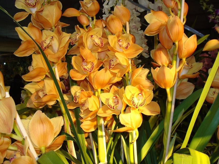 W kwiaciarniach można też kupić storczyki (orchidee). Jako...