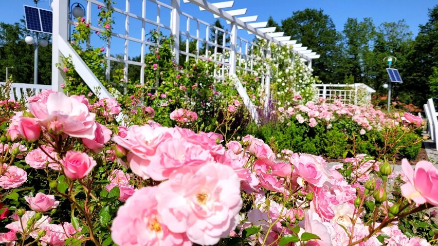 Ogród różany na osiedlu Przylesie w Łasku rozkwita ZDJĘCIA