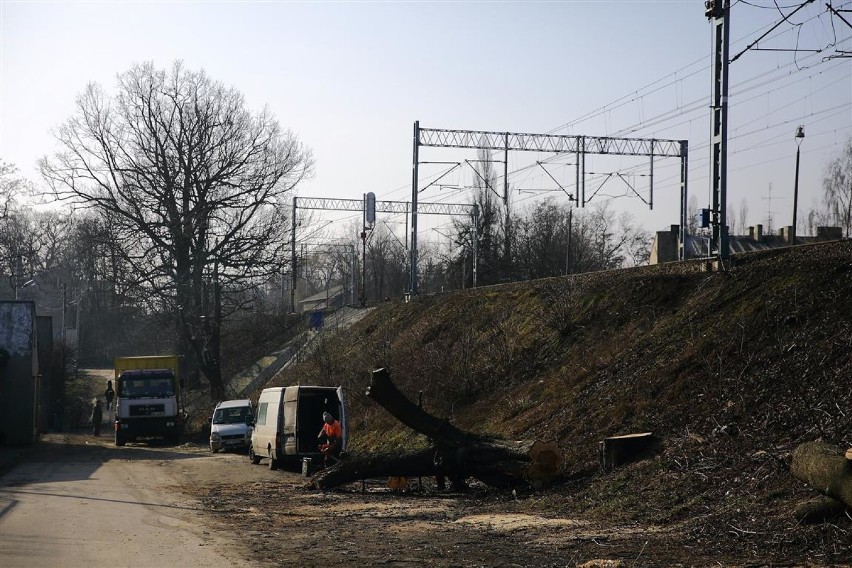 PKP wycinają drzewa przy ul. Budki w Piotrkowie