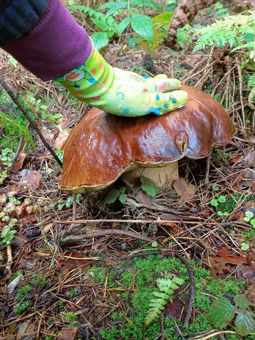 Szok! Ogromne grzyby w lesie w Birczy niedaleko Przemyśla. Udane grzybobranie pani Agnieszki! [ZDJĘCIA]