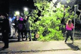 Kraków: na Plantach drzewo runęło na przejście
