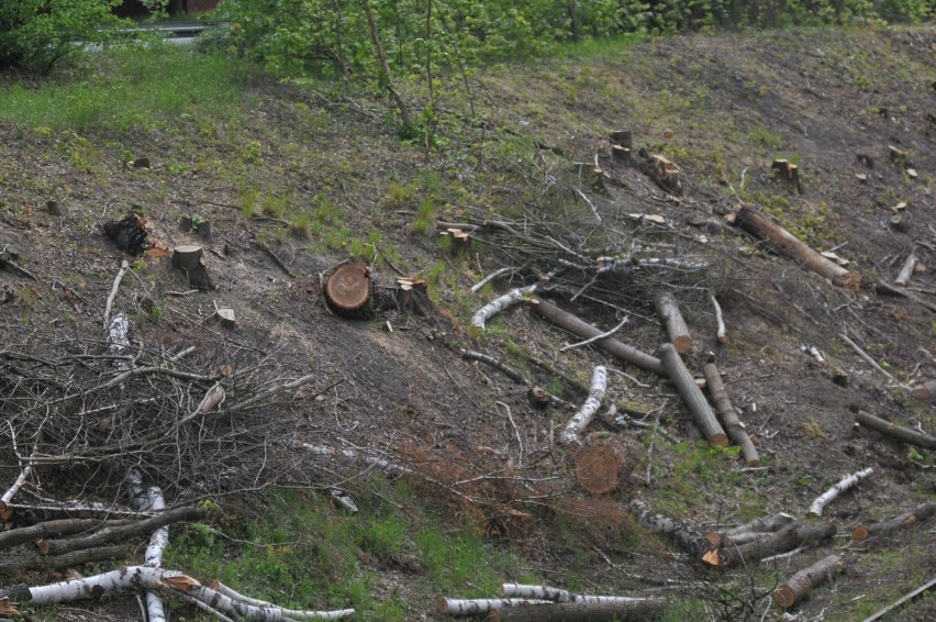 Setki drzew wycięto wzdłuż linii kolejowej Kostrzyn -...