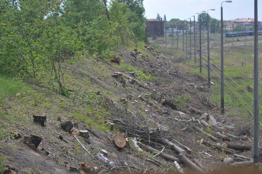 Setki drzew wycięto wzdłuż linii kolejowej Kostrzyn -...