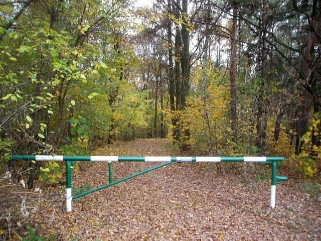 tak wygląda leśna droga do pętli 723 od ulicy Jagiellońska . foto. Marek Krauss