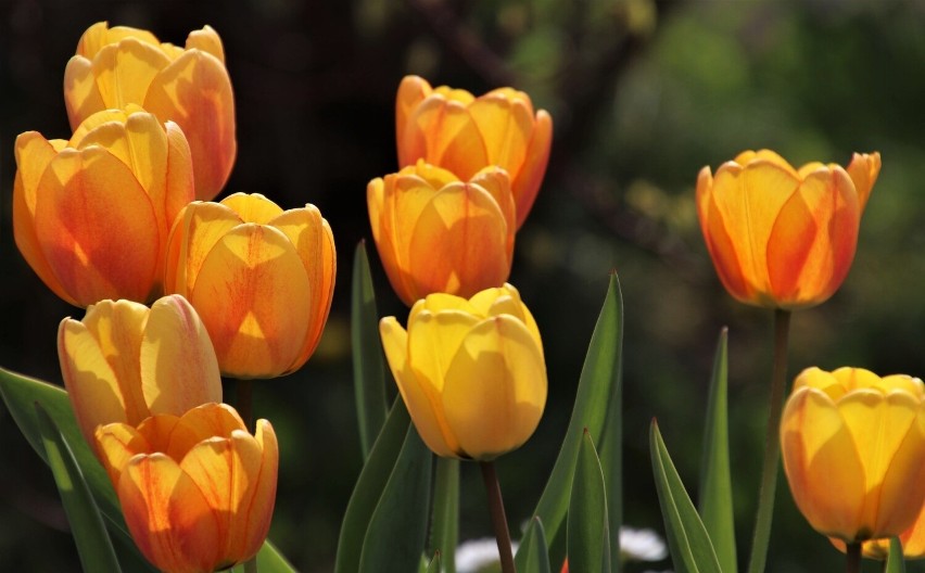 Tulipany kwitną wiosną, ale poszczególne gatunki i odmiany...