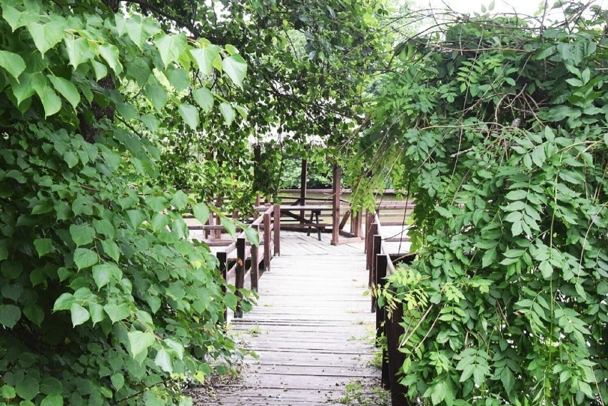 Arboretum Leśne w Stradomi Dolnej przyciąga tłumy z całej...