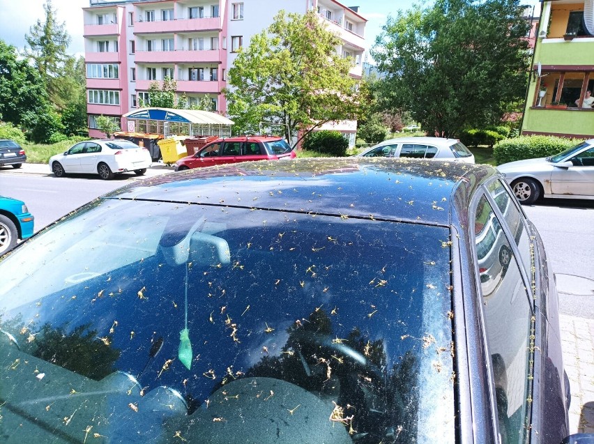 Efekty parkowania pod drzewami w Wałbrzychu... Problem nie...