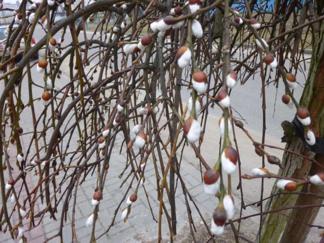 Wiosna w Chodzieży: Kwitną przebiśniegi, widać pierwsze pąki [FOTO]