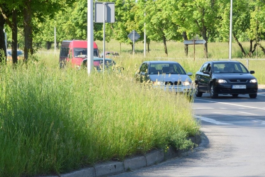 Wysoka trawa na wielu ulicach i skrzyżowaniach w Kielcach, jest bardzo niebezpiecznie. Radny Maciej Bursztein zabrał się koszenie 