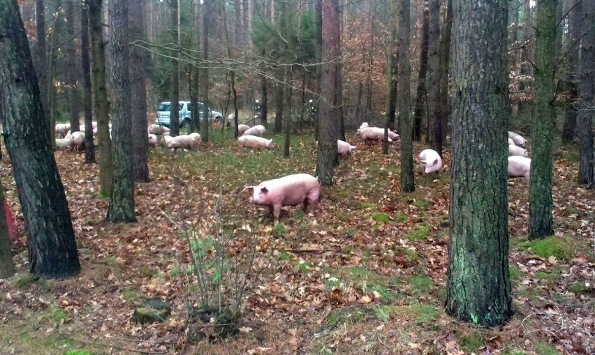 Wypadek na DK-45. Stado świń w lesie