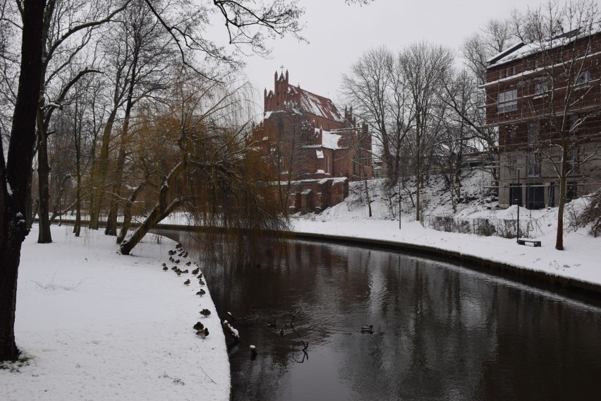 Starogardzki park miejski zachwyca w zimowej porze [ZDJĘCIA] 