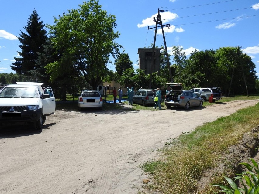 ASF w chlewni w Szczytach (gmina Orla) należącej do...