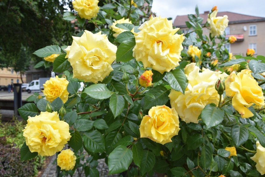 Maj 2019. Centrum Zielonej Góry. W mieście kwitną już m.in....