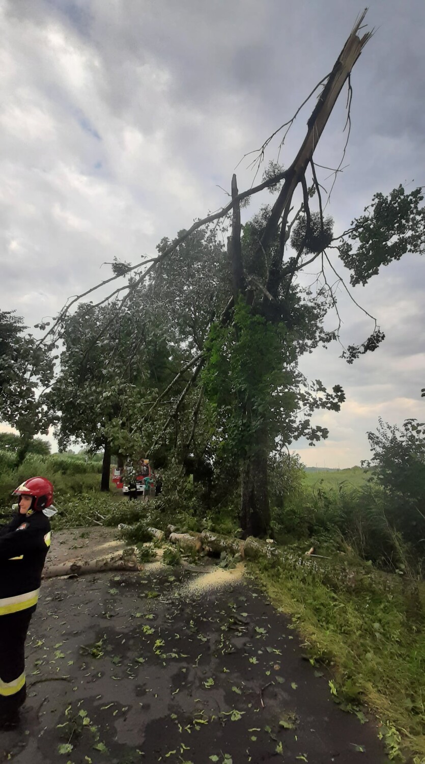 Burza, która przeszła przez powiat kwidzyński uszkodziła nie tylko drzewa i linie energetyczne, straty zgłosili też rolnicy [ZDJĘCIA]