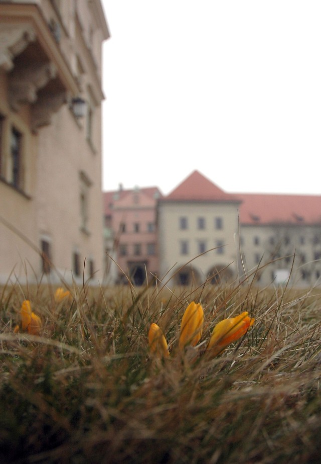 W Krakowie widać już wiosnę - krokusy na Wawelu