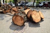 Egzekucja drzew w Krakowie. Urzędnicy: musieliśmy to zrobić