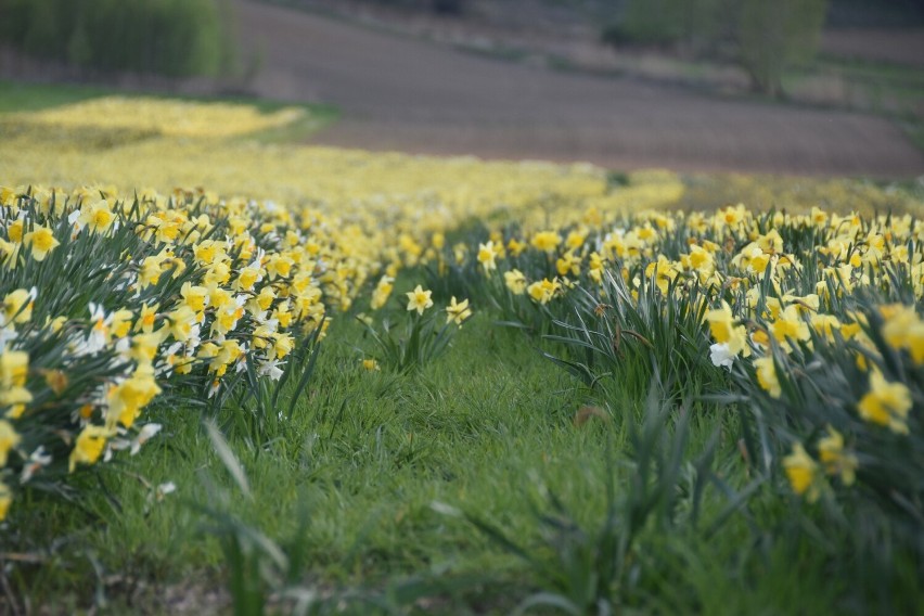 Żonkilowe pole pod  Tarnowem właśnie w kwietniu prezentuje...