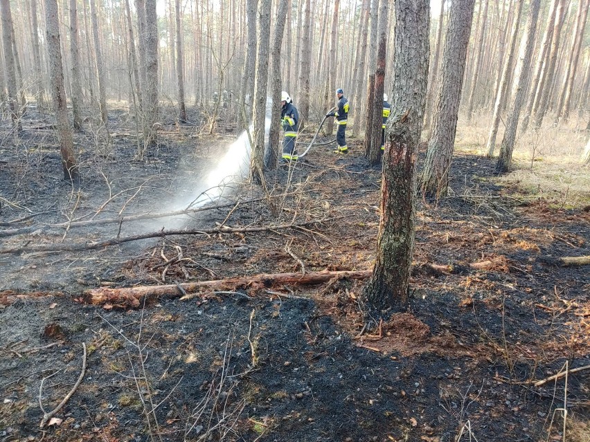 Miedzichowo. Spłonęło około 12 arów lasu. Nadleśnictwo Bolewice podejrzewa, że przyczyną jest podpalenie