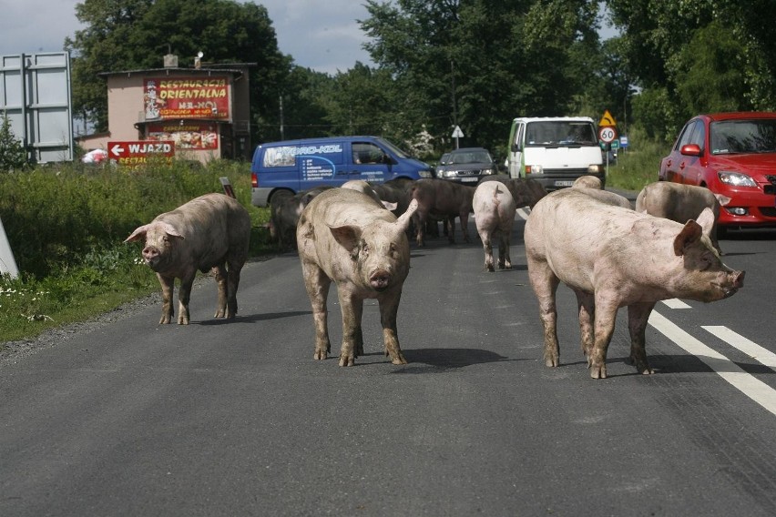 Wypadek ciężarówki ze świniami na trasie Legnica - Złotoryja (ZDJĘCIA)