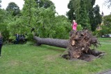 Drzewo przewróciło się w Gliwicach na placu Mickiewicza [ZDJĘCIA]