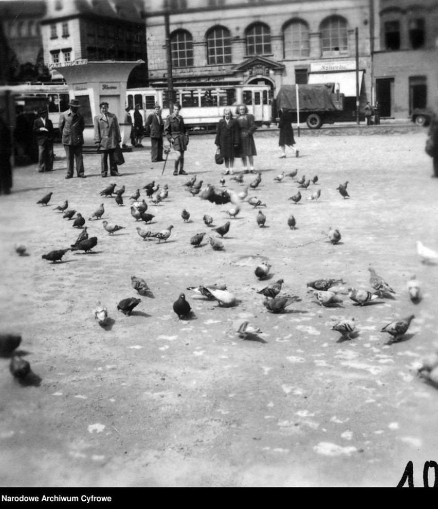 Gołębie na Rynku we Wrocławiu. 1948 rok.