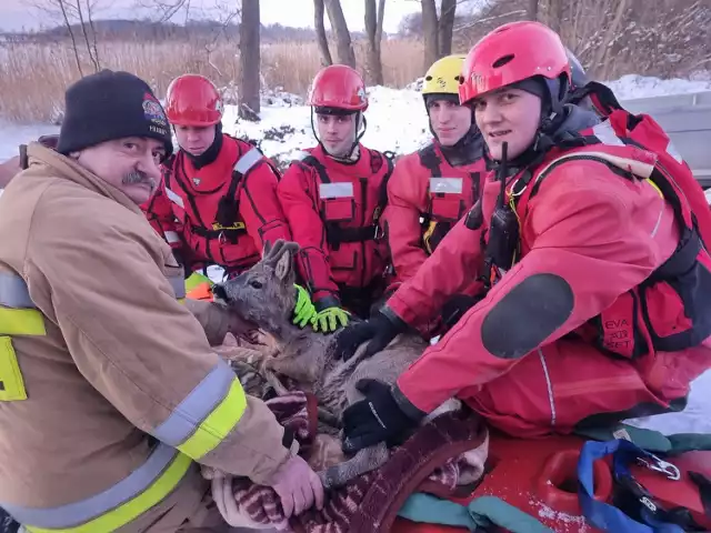 Na ratunek zmarzniętemu zwierzęciu pospieszyli strażacy z Kwidzyna oraz Prabut