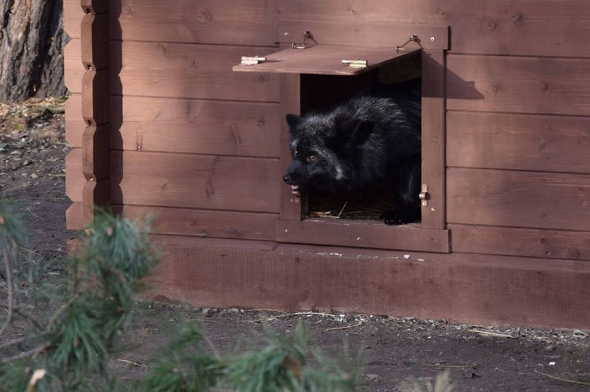 W niedzielę otwarty został dom dla lisów w starym zoo