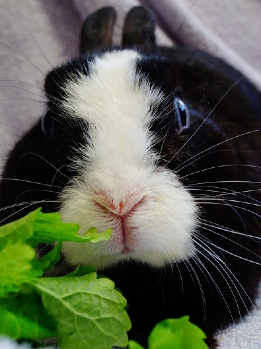 Zakochaj się w uszach po uszy! Dzień Otwarty w Azylu dla królików