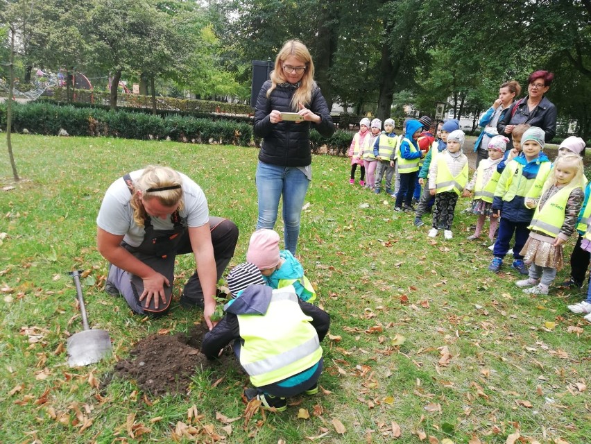 Przedszkolaki z jedynki sadziły drzewka pamięci