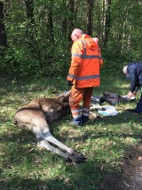 Łoś zatarasował drogę krajową. Gigantyczne korki!