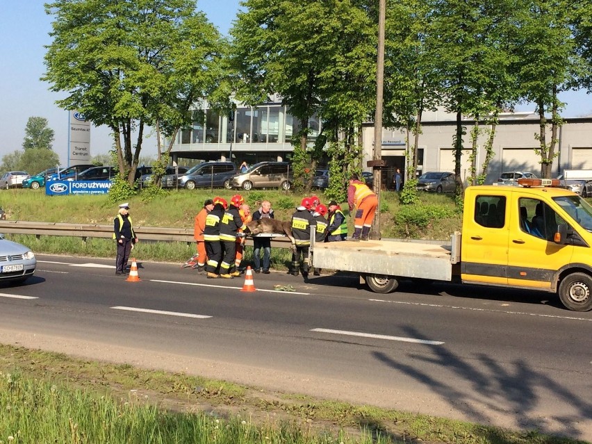 Łoś zatarasował przejazd na DK94 w Sosnowcu