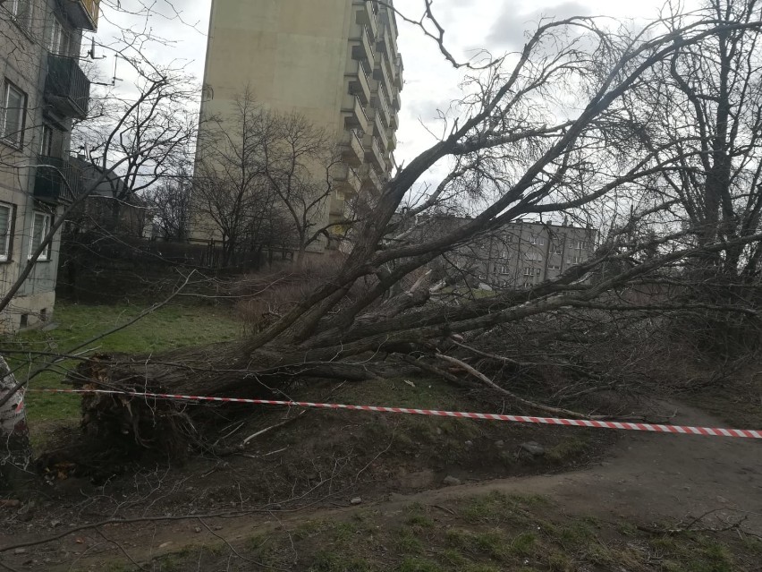 Skutki wichury w Siemianowicach Śląskich: połamane drzewa i...