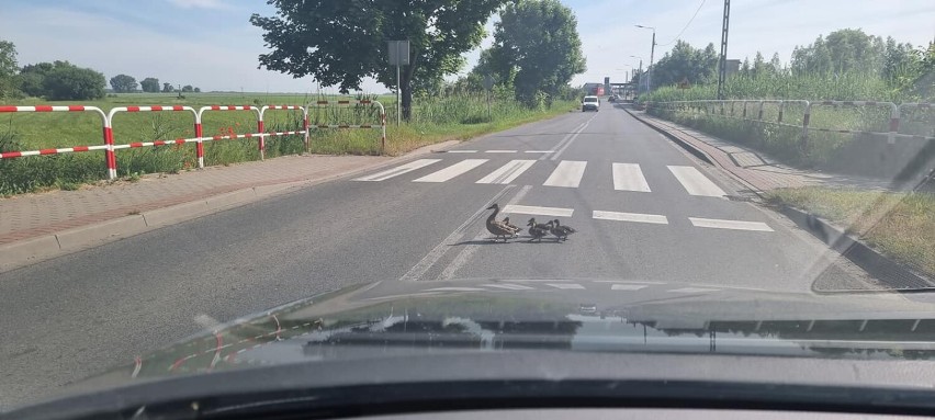 Kaczki przechodzą przez jezdnie