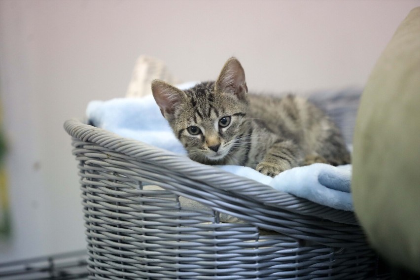 Te pieski i kotki czekają na adopcję w legnickim schronisku, zobaczcie aktualne zdjęcia
