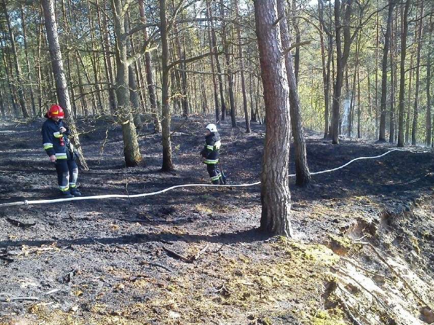 Pożar lasu w Dąbrówce Królewskiej pod Grudziądzem....