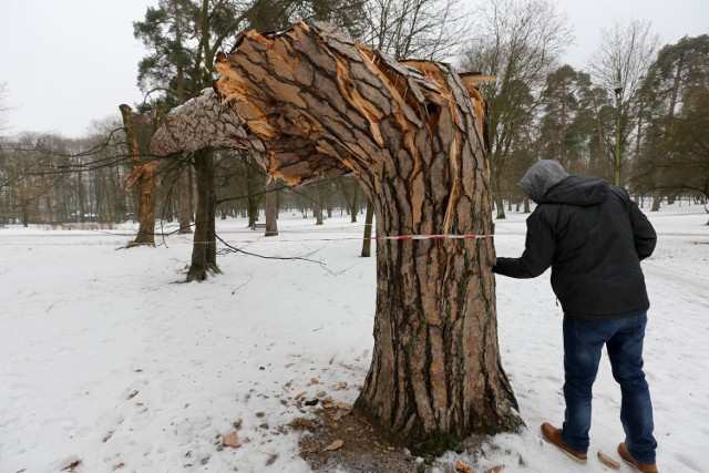 Drzewo w środku było spróchniałe